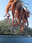 Drying octopus on the life lines whilst cruising in Turkey...2012